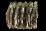 Partial Southern Mammoth Molar - Hungary #149873-3
